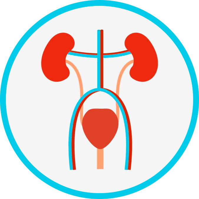 Anatomía do sistema urogenital
